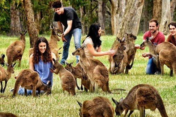 Australian-Reptile-park-1