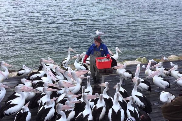 Pelican Feeding Show