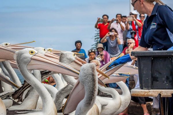 Pelican Feeding Show.2
