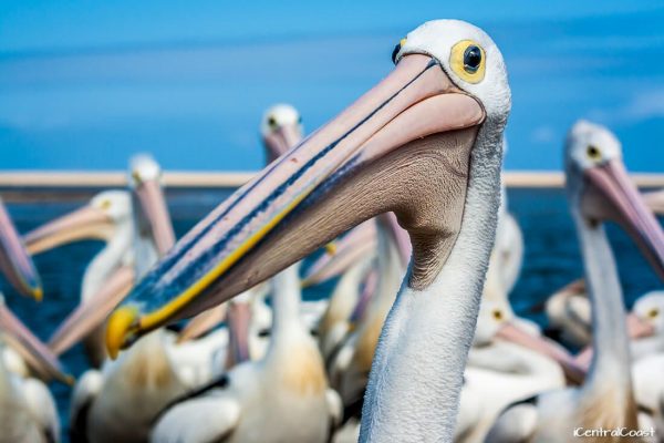 Pelican Feeding Show.3