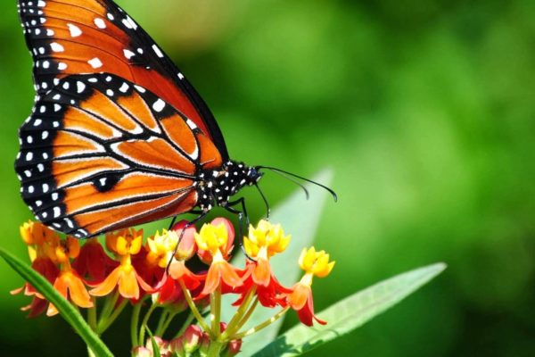 Saithip Butterfly Garden