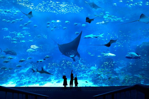 See Aquarium