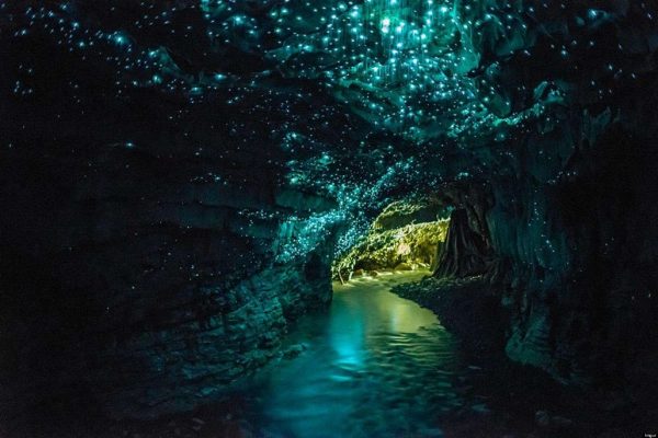 Waitomo-Caves-1