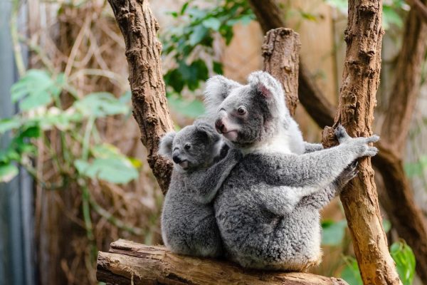 koala-derevo-mishki-koala-dva
